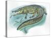 Nile Crocodile Crocodylus Niloticus Catching Fish-null-Stretched Canvas