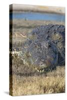 Nile crocodile (Crocodylus niloticus), Chobe River, Botswana, Africa-Ann and Steve Toon-Stretched Canvas