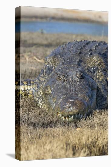 Nile crocodile (Crocodylus niloticus), Chobe River, Botswana, Africa-Ann and Steve Toon-Stretched Canvas