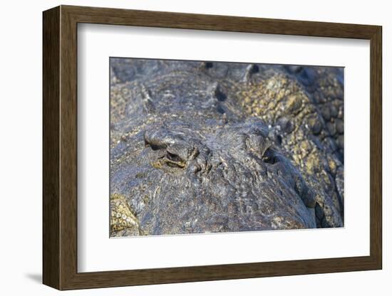 Nile crocodile (Crocodylus niloticus), Chobe River, Botswana, Africa-Ann and Steve Toon-Framed Photographic Print