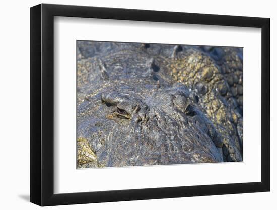 Nile crocodile (Crocodylus niloticus), Chobe River, Botswana, Africa-Ann and Steve Toon-Framed Photographic Print