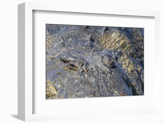 Nile crocodile (Crocodylus niloticus), Chobe River, Botswana, Africa-Ann and Steve Toon-Framed Photographic Print