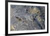 Nile crocodile (Crocodylus niloticus), Chobe River, Botswana, Africa-Ann and Steve Toon-Framed Photographic Print