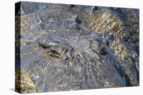 Nile crocodile (Crocodylus niloticus), Chobe River, Botswana, Africa-Ann and Steve Toon-Stretched Canvas