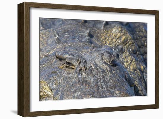 Nile crocodile (Crocodylus niloticus), Chobe River, Botswana, Africa-Ann and Steve Toon-Framed Photographic Print