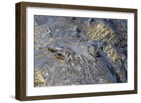 Nile crocodile (Crocodylus niloticus), Chobe River, Botswana, Africa-Ann and Steve Toon-Framed Photographic Print