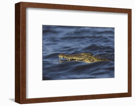 Nile crocodile (Crocodylus niloticus), Chobe River, Botswana-Ann and Steve Toon-Framed Photographic Print