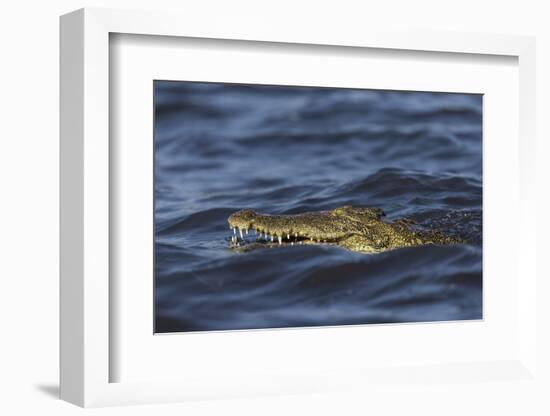 Nile crocodile (Crocodylus niloticus), Chobe River, Botswana-Ann and Steve Toon-Framed Photographic Print