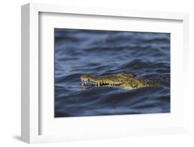 Nile crocodile (Crocodylus niloticus), Chobe River, Botswana-Ann and Steve Toon-Framed Photographic Print
