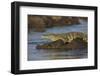 Nile crocodile (Crocodylus niloticus), Chobe River, Botswana-Ann and Steve Toon-Framed Photographic Print