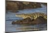 Nile crocodile (Crocodylus niloticus), Chobe River, Botswana-Ann and Steve Toon-Mounted Photographic Print