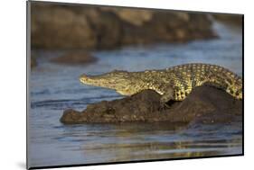 Nile crocodile (Crocodylus niloticus), Chobe River, Botswana-Ann and Steve Toon-Mounted Photographic Print