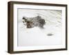 Nile Crocodile (Crocodylus Niloticus), Kruger National Park, South Africa, Africa-Ann & Steve Toon-Framed Photographic Print