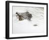 Nile Crocodile (Crocodylus Niloticus), Kruger National Park, South Africa, Africa-Ann & Steve Toon-Framed Photographic Print