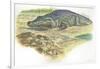 Nile Crocodile Crocodylus Niloticus Near its Laid Eggs-null-Framed Giclee Print