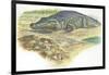 Nile Crocodile Crocodylus Niloticus Near its Laid Eggs-null-Framed Giclee Print