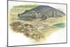 Nile Crocodile Crocodylus Niloticus Near its Laid Eggs-null-Mounted Giclee Print