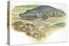 Nile Crocodile Crocodylus Niloticus Near its Laid Eggs-null-Stretched Canvas