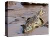 Nile Crocodile (Crocodylus Niloticus), Tsavo East National Park, Kenya, East Africa, Africa-Sergio Pitamitz-Stretched Canvas