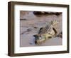 Nile Crocodile (Crocodylus Niloticus), Tsavo East National Park, Kenya, East Africa, Africa-Sergio Pitamitz-Framed Photographic Print