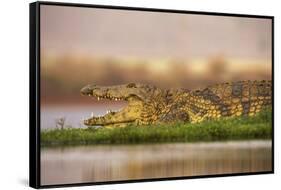 Nile crocodile (Crocodylus niloticus), Zimanga private game reserve, KwaZulu-Natal, South Africa, A-Ann and Steve Toon-Framed Stretched Canvas