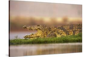 Nile crocodile (Crocodylus niloticus), Zimanga private game reserve, KwaZulu-Natal, South Africa, A-Ann and Steve Toon-Stretched Canvas