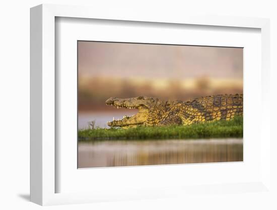 Nile crocodile (Crocodylus niloticus), Zimanga private game reserve, KwaZulu-Natal, South Africa, A-Ann and Steve Toon-Framed Photographic Print