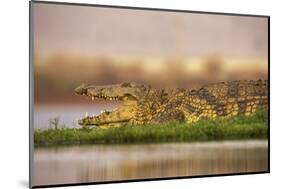 Nile crocodile (Crocodylus niloticus), Zimanga private game reserve, KwaZulu-Natal, South Africa, A-Ann and Steve Toon-Mounted Photographic Print