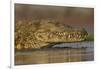 Nile crocodile (Crocodylus niloticus), Zimanga private game reserve, KwaZulu-Natal, South Africa, A-Ann and Steve Toon-Framed Photographic Print