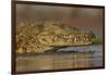 Nile crocodile (Crocodylus niloticus), Zimanga private game reserve, KwaZulu-Natal, South Africa, A-Ann and Steve Toon-Framed Photographic Print