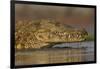 Nile crocodile (Crocodylus niloticus), Zimanga private game reserve, KwaZulu-Natal, South Africa, A-Ann and Steve Toon-Framed Photographic Print