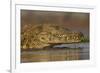 Nile crocodile (Crocodylus niloticus), Zimanga private game reserve, KwaZulu-Natal, South Africa, A-Ann and Steve Toon-Framed Photographic Print