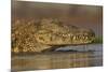 Nile crocodile (Crocodylus niloticus), Zimanga private game reserve, KwaZulu-Natal, South Africa, A-Ann and Steve Toon-Mounted Photographic Print