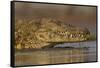 Nile crocodile (Crocodylus niloticus), Zimanga private game reserve, KwaZulu-Natal, South Africa, A-Ann and Steve Toon-Framed Stretched Canvas