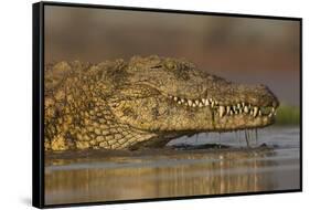 Nile crocodile (Crocodylus niloticus), Zimanga private game reserve, KwaZulu-Natal, South Africa, A-Ann and Steve Toon-Framed Stretched Canvas