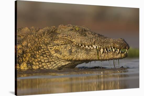 Nile crocodile (Crocodylus niloticus), Zimanga private game reserve, KwaZulu-Natal, South Africa, A-Ann and Steve Toon-Stretched Canvas