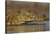 Nile crocodile (Crocodylus niloticus), Zimanga private game reserve, KwaZulu-Natal, South Africa, A-Ann and Steve Toon-Stretched Canvas