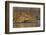 Nile crocodile (Crocodylus niloticus), Zimanga private game reserve, KwaZulu-Natal, South Africa, A-Ann and Steve Toon-Framed Photographic Print