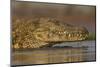 Nile crocodile (Crocodylus niloticus), Zimanga private game reserve, KwaZulu-Natal, South Africa, A-Ann and Steve Toon-Mounted Photographic Print