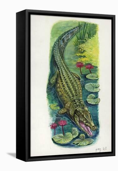 Nile Crocodile Crocodylus Niloticus-null-Framed Stretched Canvas