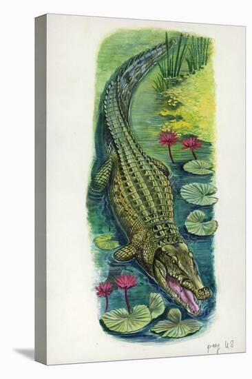 Nile Crocodile Crocodylus Niloticus-null-Stretched Canvas