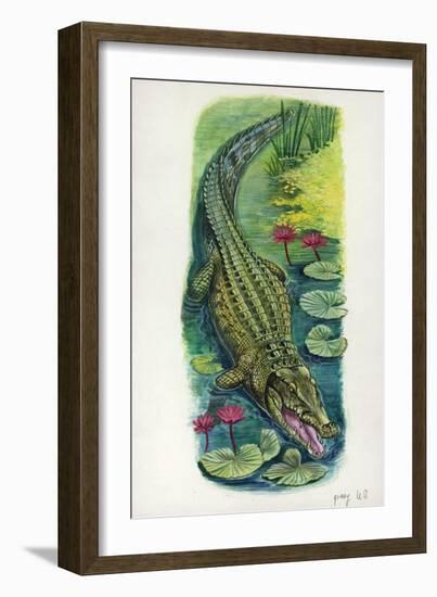 Nile Crocodile Crocodylus Niloticus-null-Framed Giclee Print