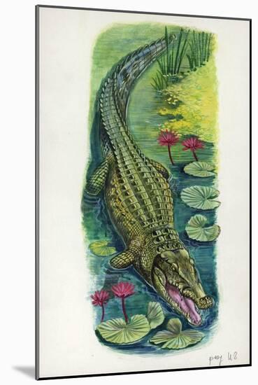 Nile Crocodile Crocodylus Niloticus-null-Mounted Giclee Print