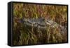 Nile crocodile, Guma Lagoon, Okavango Delta, Botswana, Africa-David Wall-Framed Stretched Canvas