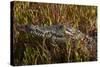 Nile crocodile, Guma Lagoon, Okavango Delta, Botswana, Africa-David Wall-Stretched Canvas