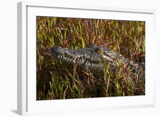 Nile crocodile, Guma Lagoon, Okavango Delta, Botswana, Africa-David Wall-Framed Photographic Print