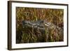 Nile crocodile, Guma Lagoon, Okavango Delta, Botswana, Africa-David Wall-Framed Photographic Print