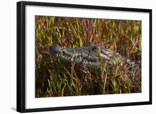 Nile crocodile, Guma Lagoon, Okavango Delta, Botswana, Africa-David Wall-Framed Photographic Print