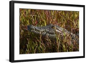 Nile crocodile, Guma Lagoon, Okavango Delta, Botswana, Africa-David Wall-Framed Photographic Print