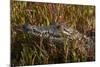 Nile crocodile, Guma Lagoon, Okavango Delta, Botswana, Africa-David Wall-Mounted Photographic Print